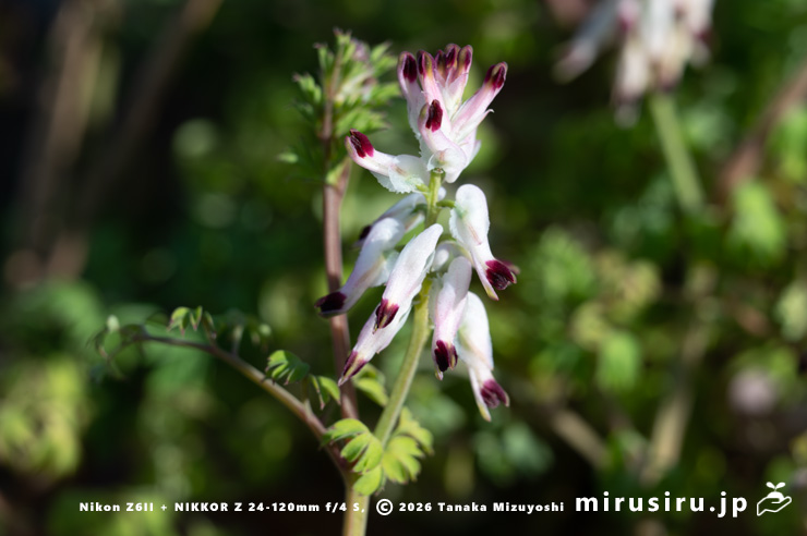 ニセカラクサケマンの下を向いてきた花　相模原市南区上鶴間本町　2026/02/06