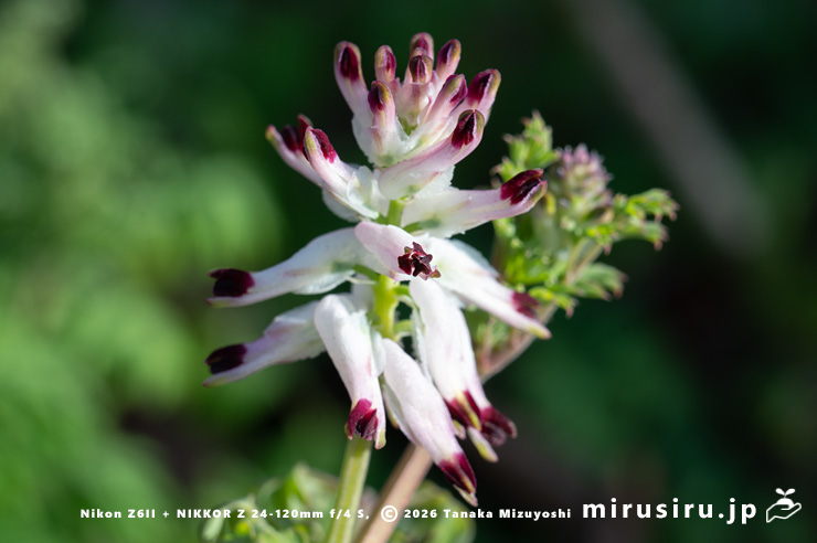 ニセカラクサケマンの花　相模原市南区上鶴間本町　2026/02/06