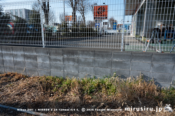 駐車場の隅に生えた開花中のニセカラクサケマン　相模原市南区上鶴間本町　2026/02/06