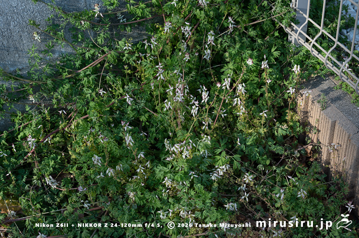 駐車場の隅に生えた開花中のニセカラクサケマン　相模原市南区上鶴間本町　2026/02/06