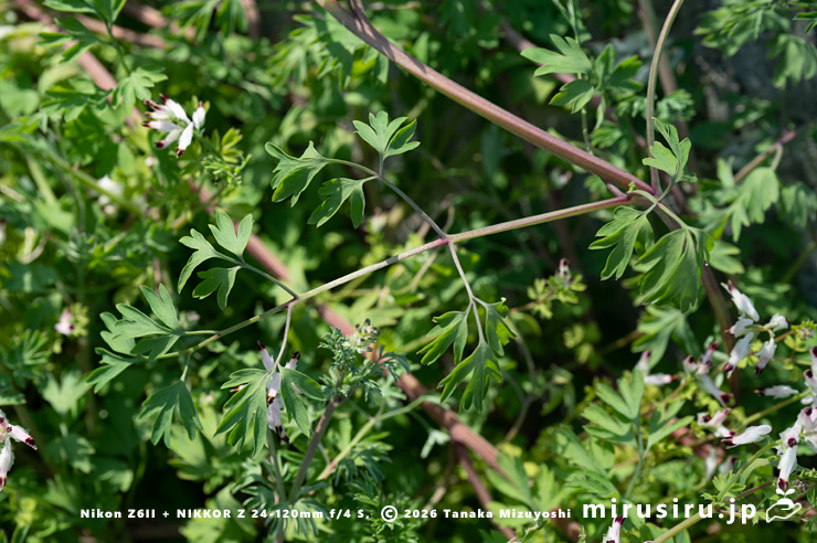 ニセカラクサケマンの葉　相模原市南区上鶴間本町　2026/02/06