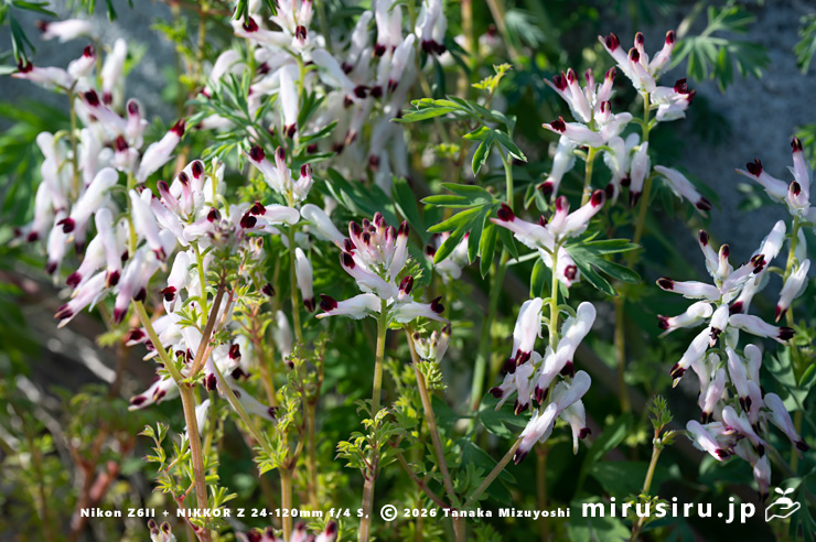 駐車場の隅に生えた開花中のニセカラクサケマン　相模原市南区上鶴間本町　2026/02/06