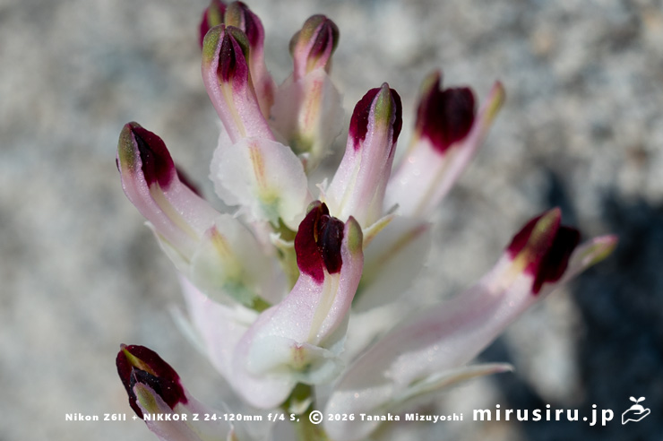 ニセカラクサケマンの花　相模原市南区上鶴間本町　2026/02/06