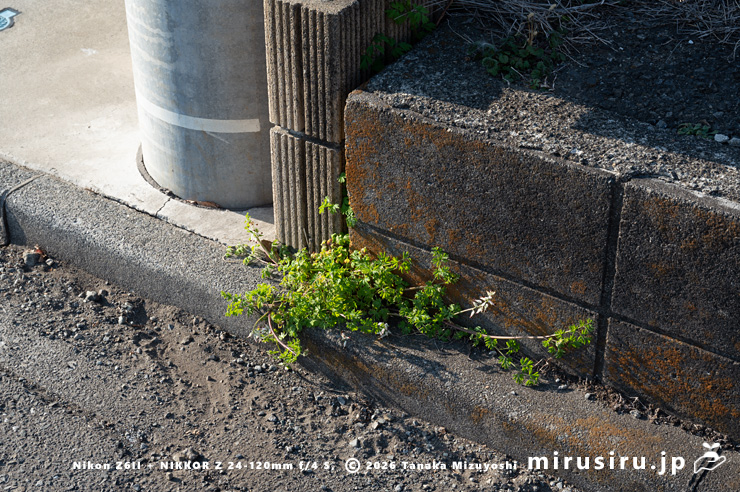 道端に生えた開花し始めたニセカラクサケマン　相模原市南区上鶴間本町　2026/02/06