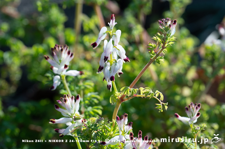 開花中のニセカラクサケマン　相模原市南区上鶴間本町　2026/02/06