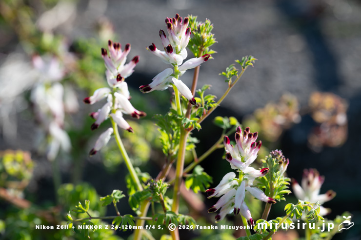開花中のニセカラクサケマン　相模原市南区上鶴間本町　2026/02/06