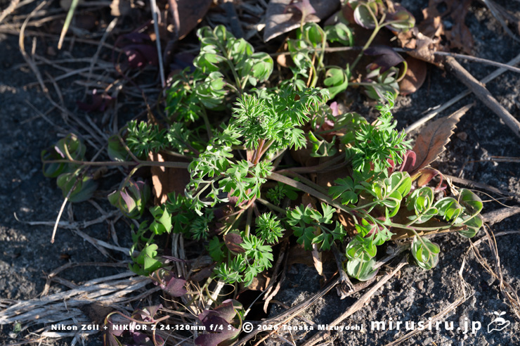 道端に生えたニセカラクサケマン　相模原市南区上鶴間本町・国道16号線　2026/02/06