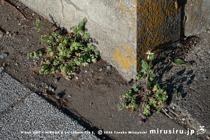 道端に生えた開花し始めたニセカラクサケマン　相模原市南区上鶴間本町・国道16号線　2026/02/06
