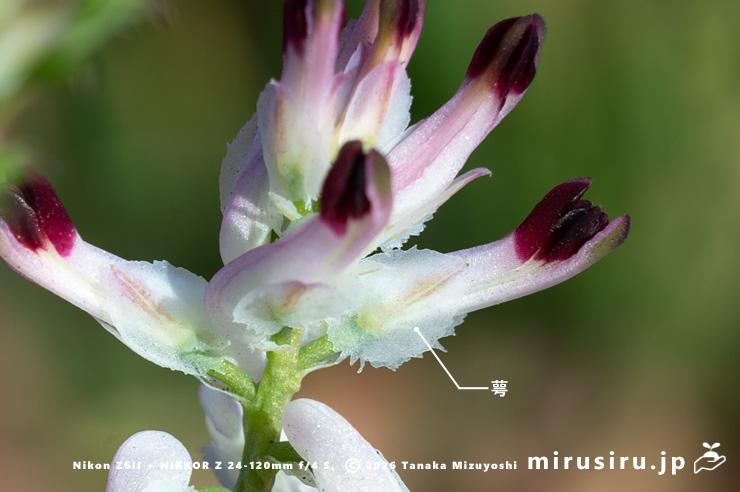 ニセカラクサケマンの大きな萼　相模原市南区上鶴間本町・国道16号線　2026/02/06