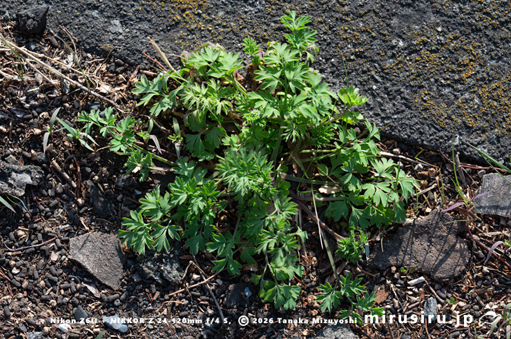 道端に生えたニセカラクサケマン　相模原市南区上鶴間本町・国道16号線　2026/02/06