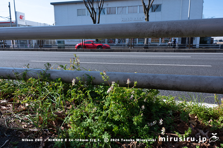 道端に生えた開花中のニセカラクサケマン 相模原市南区上鶴間本町・国道16号線 2026/02/14