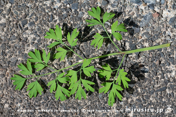 ニセカラクサケマンの葉 相模原市南区上鶴間本町 2026/02/14