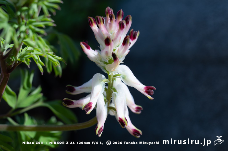 ニセカラクサケマンの下を向いてきた花 相模原市南区上鶴間本町 2026/02/14