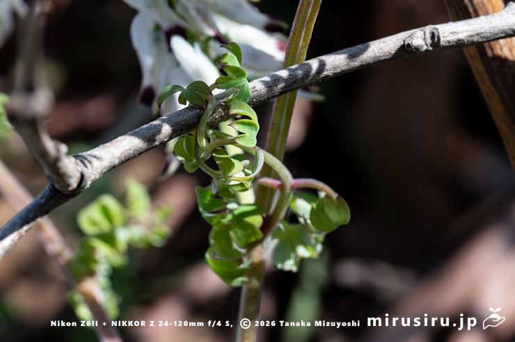 木の枝に巻き付いたニセカラクサケマンの葉の軸 相模原市南区上鶴間本町 2026/02/14
