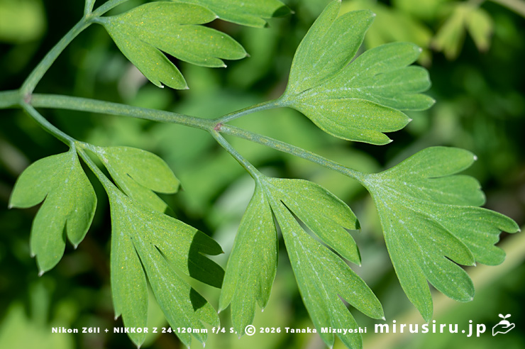 ニセカラクサケマンの葉 相模原市南区上鶴間本町 2026/02/14