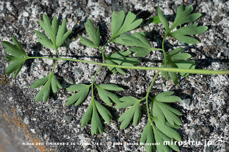 ニセカラクサケマンの葉裏 相模原市南区上鶴間本町 2026/02/14