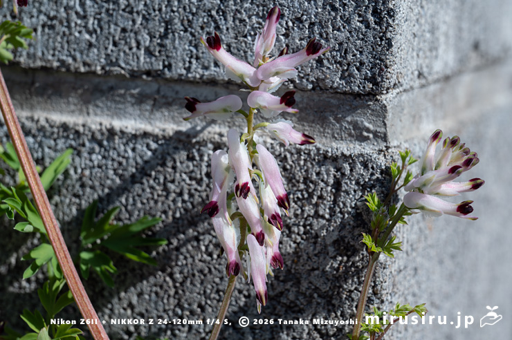 ニセカラクサケマンの下を向いてきた花 相模原市南区上鶴間本町 2026/02/14