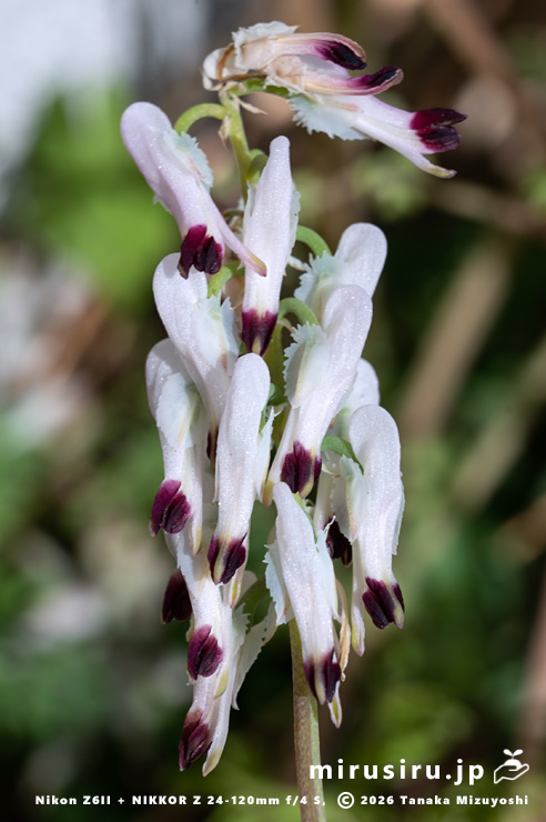 ニセカラクサケマンの下を向いた花 相模原市南区上鶴間本町 2026/02/14