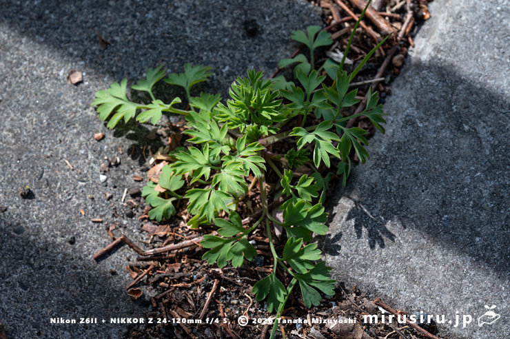道端に生えたニセカラクサケマン 相模原市南区上鶴間本町・国道16号線 2026/02/14