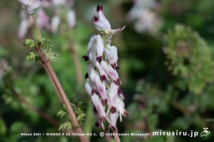 ニセカラクサケマンの下を向いた花 相模原市南区上鶴間本町 2026/02/14