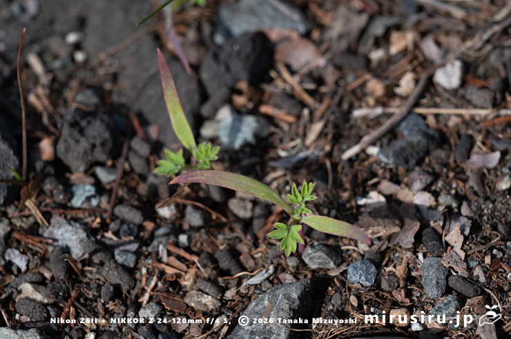 ニセカラクサケマンの発芽 相模原市南区上鶴間本町 2026/02/14