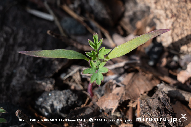 ニセカラクサケマンの発芽 相模原市南区上鶴間本町 2026/02/14
