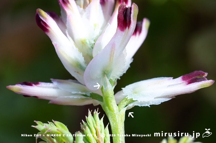 ニセカラクサケマンの目立たない苞(白色矢印) 相模原市南区上鶴間本町 2026/02/14