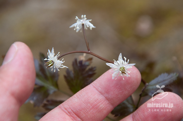 オウレン（セリバオウレン）の両性花のサイズ感　厚木市・荻野運動公園野草園　2017/02/18