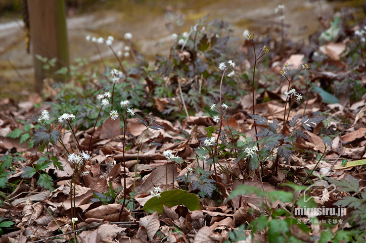 開花中のオウレン（セリバオウレン）　厚木市・荻野運動公園野草園　2017/02/18