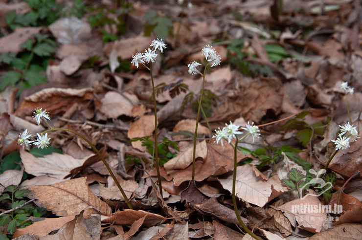 開花中のオウレン（セリバオウレン）　厚木市・荻野運動公園野草園　2017/02/18