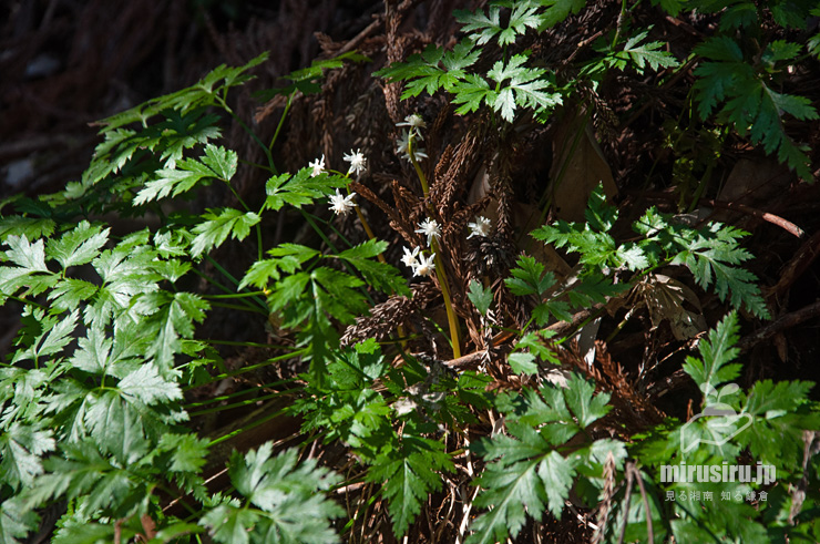開花中のオウレン（セリバオウレン）の大株　平塚市・中吉沢　2017/02/19