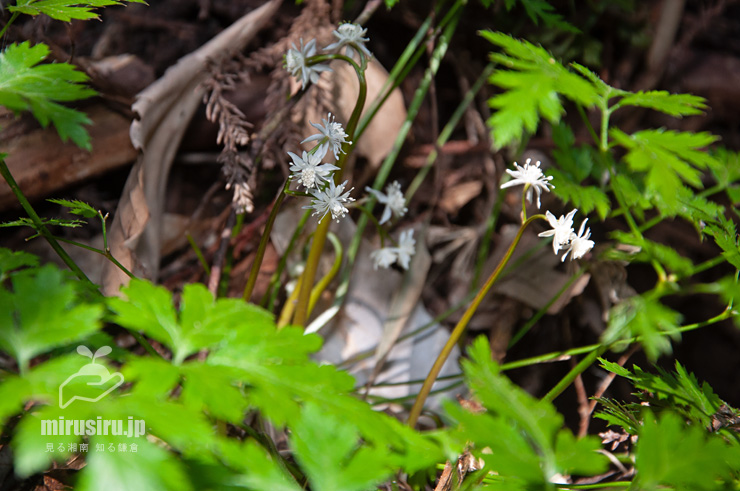 開花中のオウレン（セリバオウレン）　平塚市・中吉沢（なかきさわ）　2017/02/19