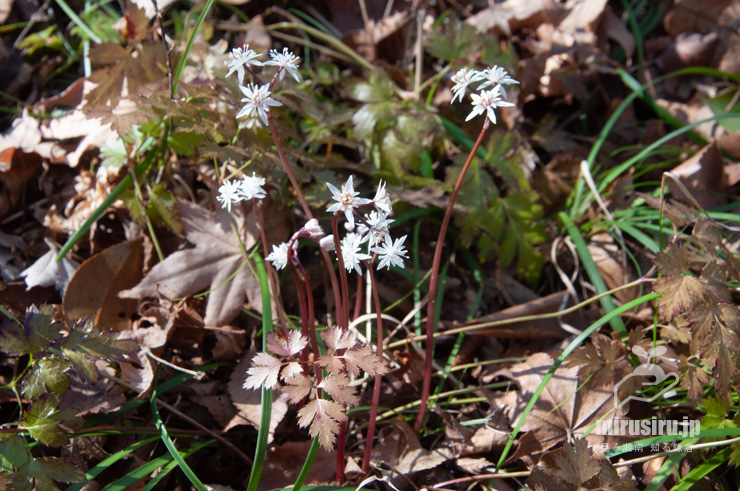 開花中のオウレン（セリバオウレン）　箱根湿生花園　2018/03/12