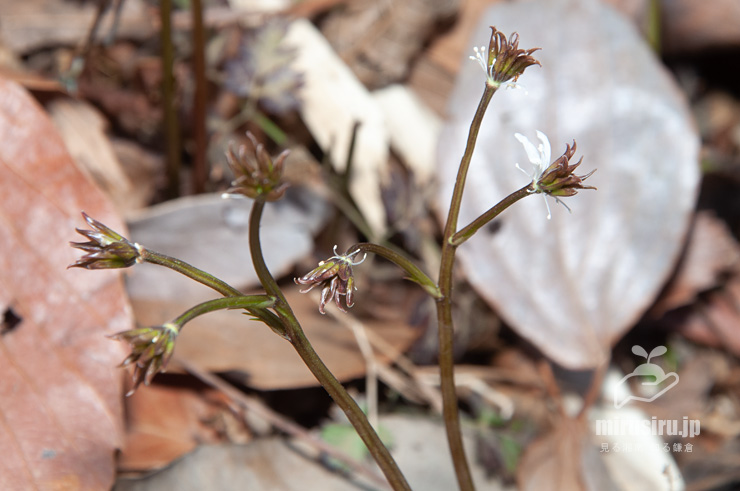オウレン（セリバオウレン）の両性花の花後　横浜市南区・横浜市こども植物園　2018/03/15