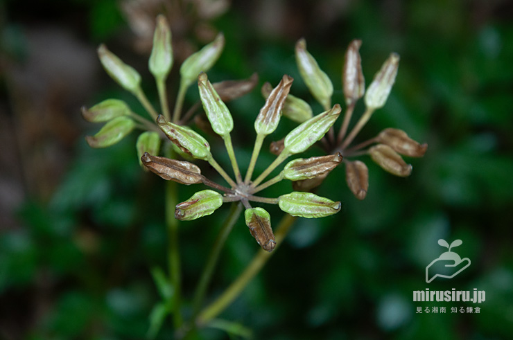 オウレン（セリバオウレン）の熟し始めた実　厚木市・荻野運動公園野草園　2019/06/04