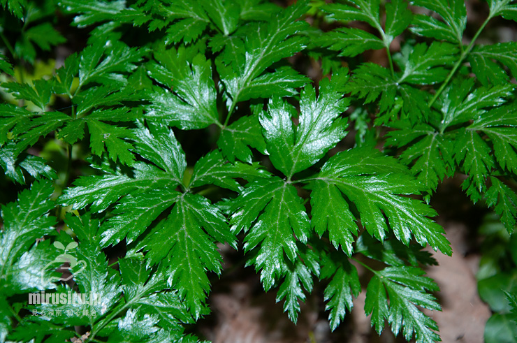 オウレン（セリバオウレン）の葉　厚木市・荻野運動公園野草園　2019/06/04