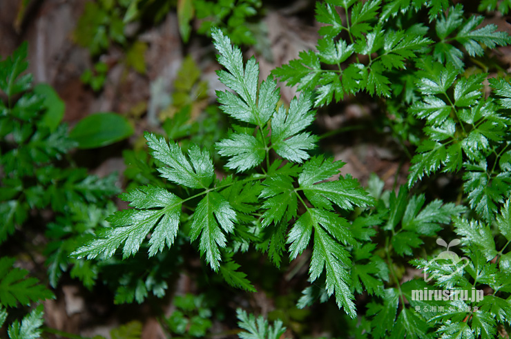 オウレン（セリバオウレン）の葉　厚木市・荻野運動公園野草園　2019/06/04