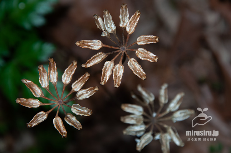 オウレン（セリバオウレン）の熟した実　厚木市・荻野運動公園野草園　2019/06/04