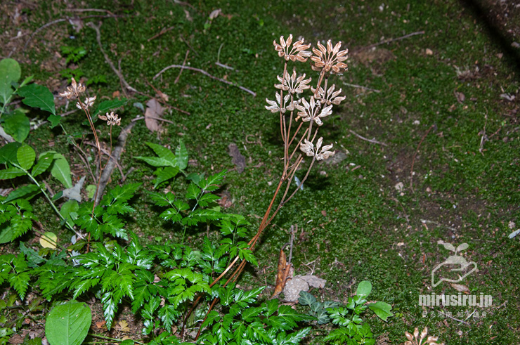 実が熟したオウレン（セリバオウレン）　厚木市・荻野運動公園野草園　2019/06/04