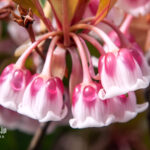 ホンコンドウダンツツジ