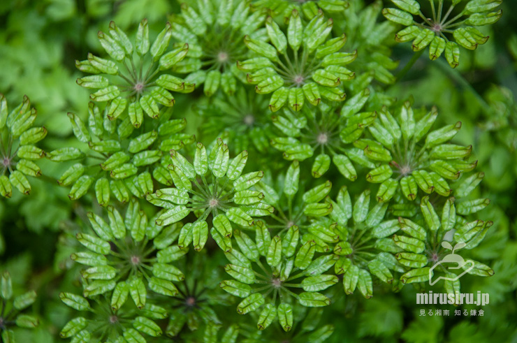 オウレン（セリバオウレン）の未熟な実　厚木市・荻野運動公園野草園　2023/03/31