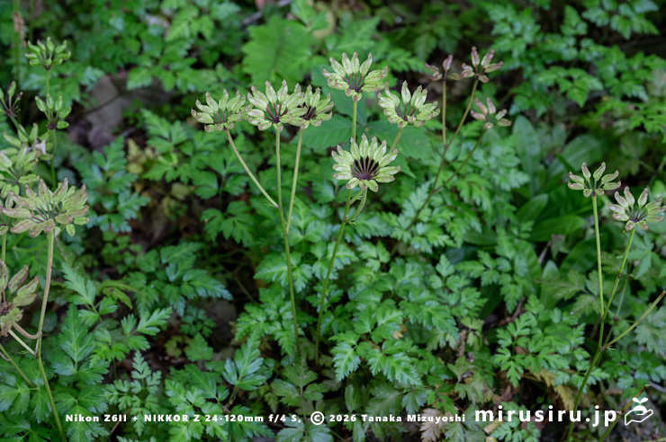 未熟な実がなったオウレン（セリバオウレン）　厚木市・荻野運動公園野草園　2023/05/02