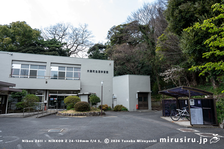 ややピークを過ぎたシナミザクラ（駐輪場奥）　大磯町・生涯学習館　2024/03/17