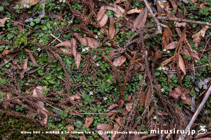 開花中のハナネコノメ　厚木市蓑毛・金目川　2024/03/27