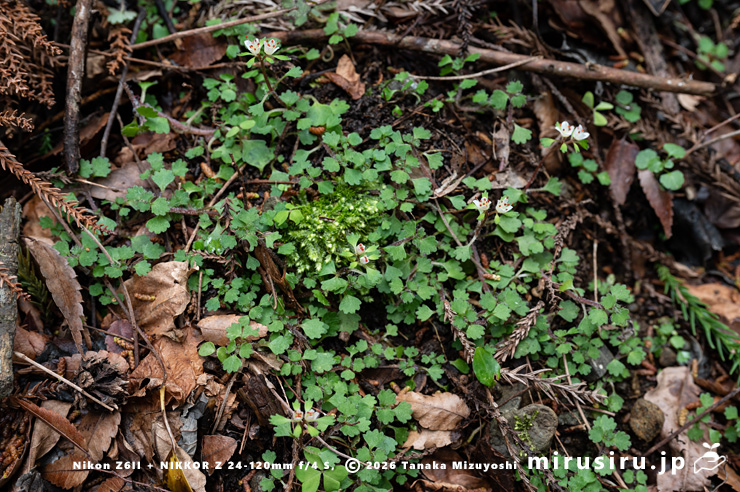 開花中のハナネコノメ　厚木市蓑毛・金目川　2024/03/27
