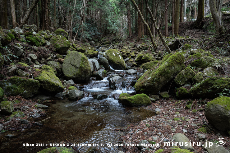 ハナネコノメが生える渓流　厚木市蓑毛・金目川　2024/03/27