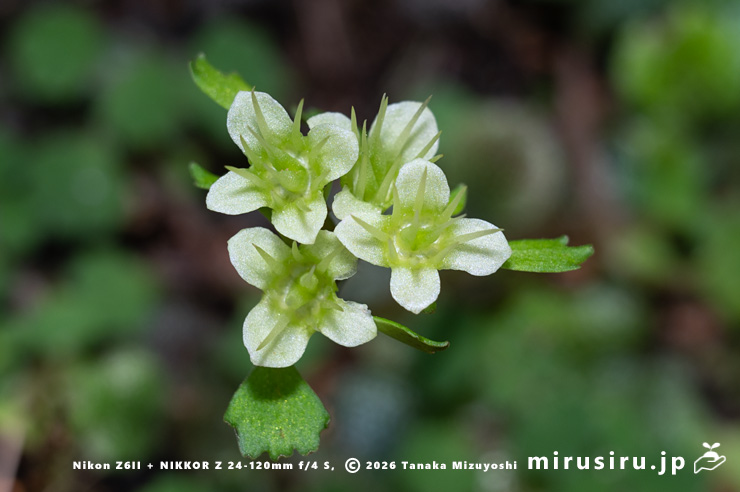 ハナネコノメの咲き終わり　厚木市七沢・不動尻　2024/04/14