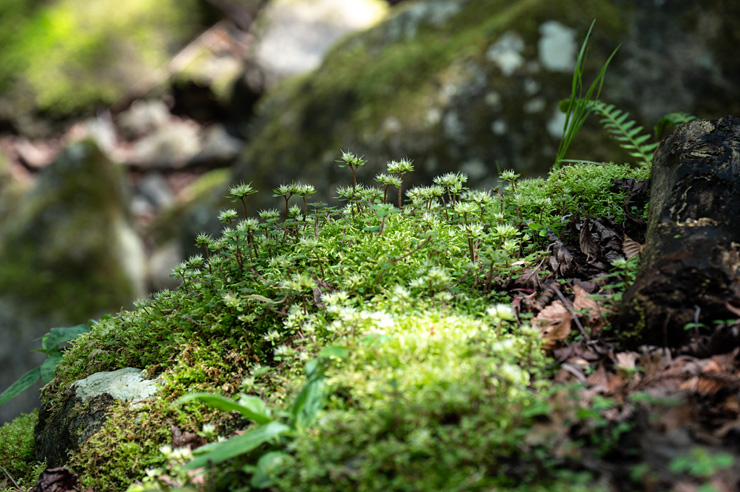ハナネコノメの色味が失せた咲き終わり群落　厚木市七沢・不動尻　2024/04/14