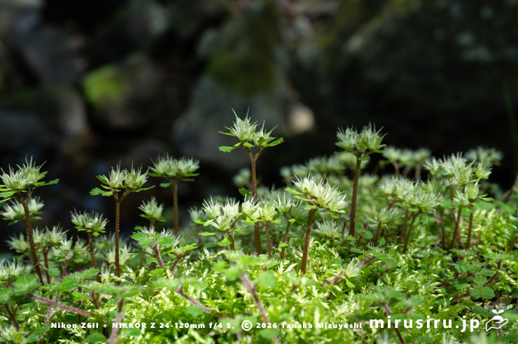 ハナネコノメの色味が失せた咲き終わり群落　厚木市七沢・不動尻　2024/04/14