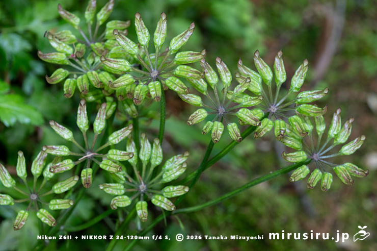 オウレン（セリバオウレン）の未熟な実　厚木市・荻野運動公園野草園　2024/04/19